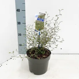 10x Sophora prostrata Little Baby 12cm Pot 20cm Shrub Plant