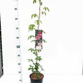 3x Akebia quinata 17cm Pot 60cm Shrub Plant