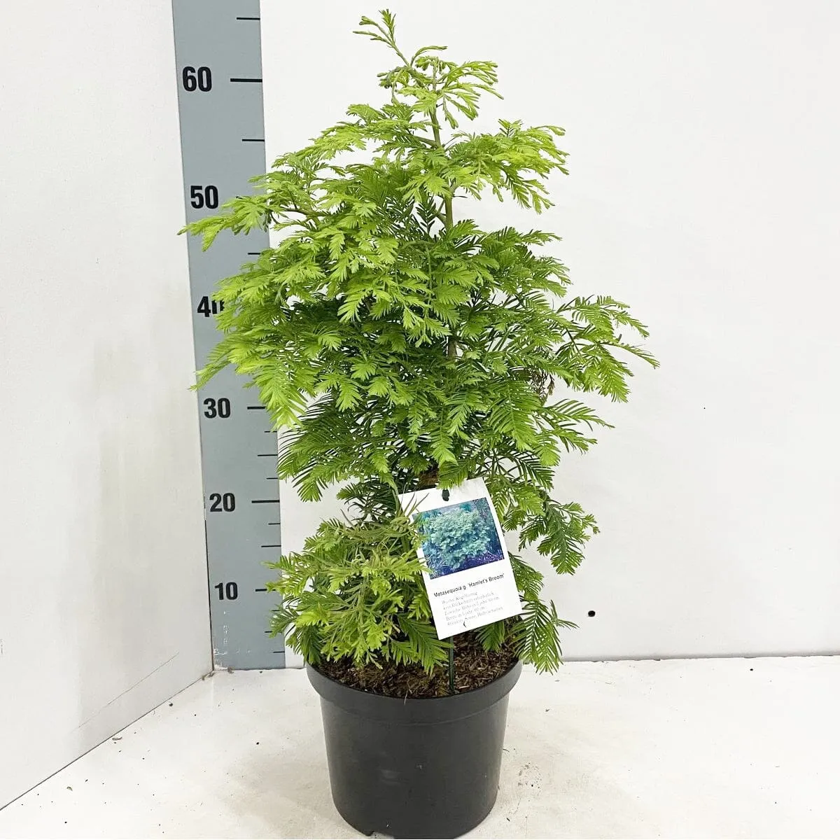 3x Metasequoia glypt. Hamlet's Broom 19cm Pot 40cm Shrub Plant