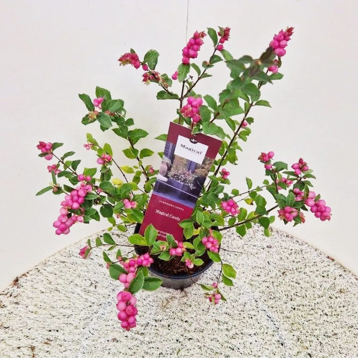 3x Symphoricarpos Magical Candy 21cm Pot 35cm Shrub Plant