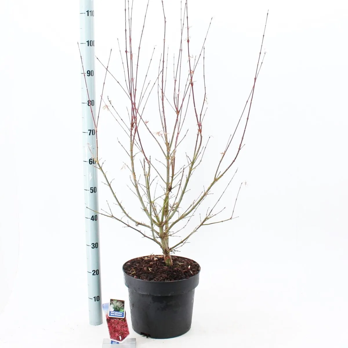 5x Acer Palmatum Jerre Schwartz 19cm Pot 50cm Shrub Plant