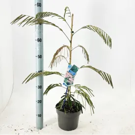 5x Albizia julibrissin Ombrella 19cm Pot 35cm Shrub Plant