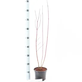 5x Cornus alba Elegantissima 19cm Pot 30cm Shrub Plant