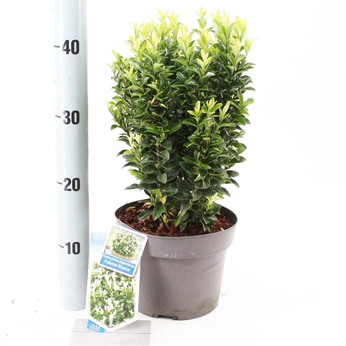 5x Euonymus japonicus Paloma Blanca 19cm Pot 30cm Shrub Plant