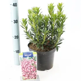 5x Kalmia latifolia Minuet 19cm Pot 30cm Shrub Plant