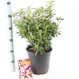 5x Kalmia latifolia Tiddlywinks 19cm Pot 30cm Shrub Plant