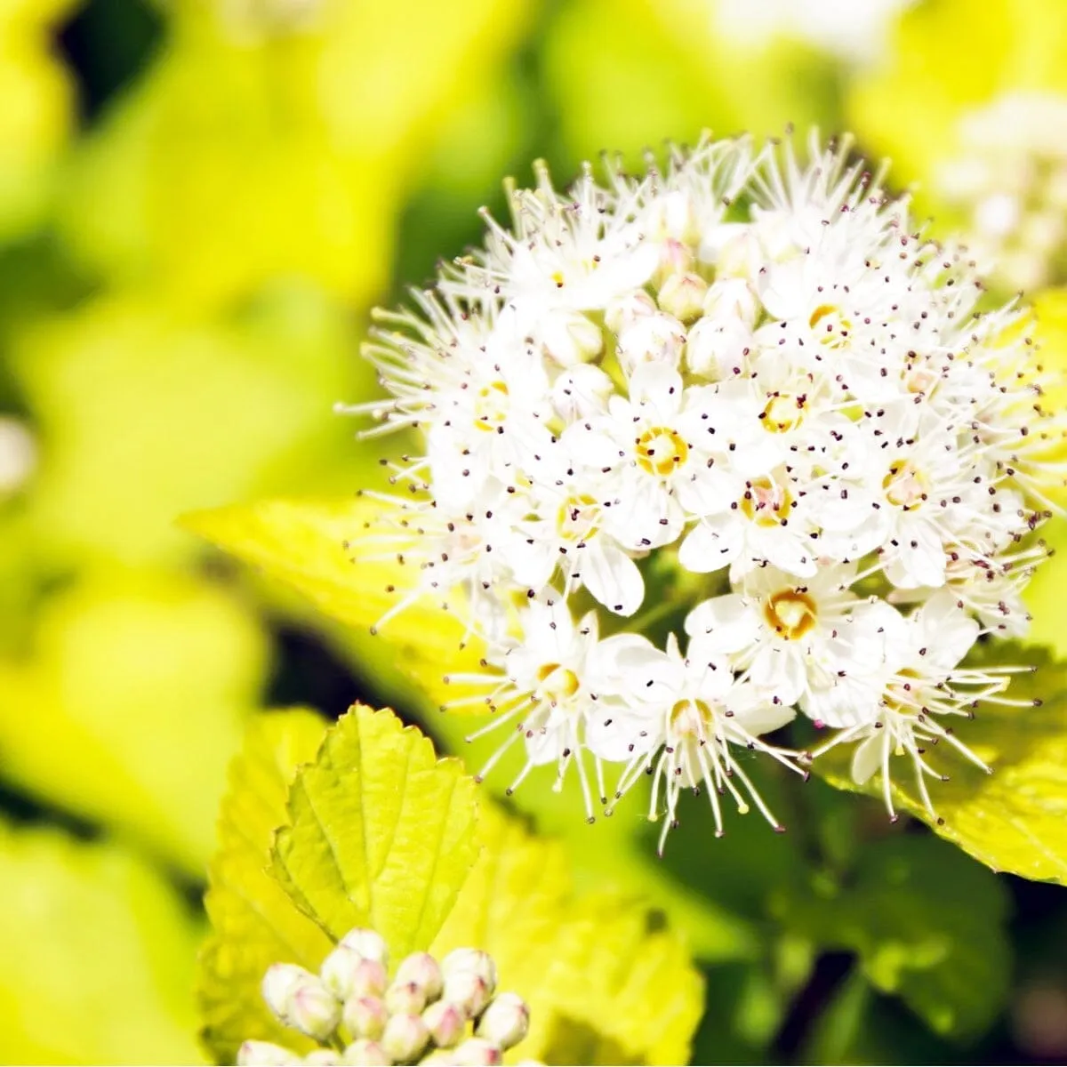 5x Physocarpus opulifolius Darts Gold 19cm Pot 45cm Shrub Plant