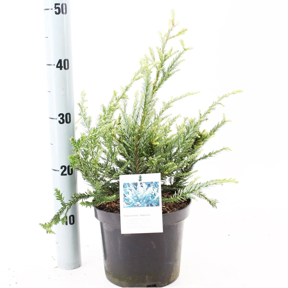 5x Sequoiasembyvirens Adpressa 19cm Pot 40cm Shrub Plant