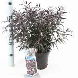 5x Strobilanthes anisophyllus Brunetthy 19cm Pot 35cm Shrub Plant