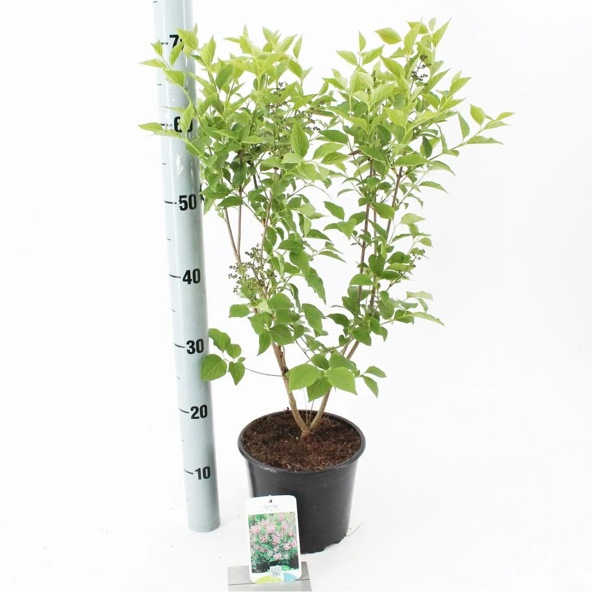 5x Syringa patula Miss Kim 19cm Pot 40cm Shrub Plant