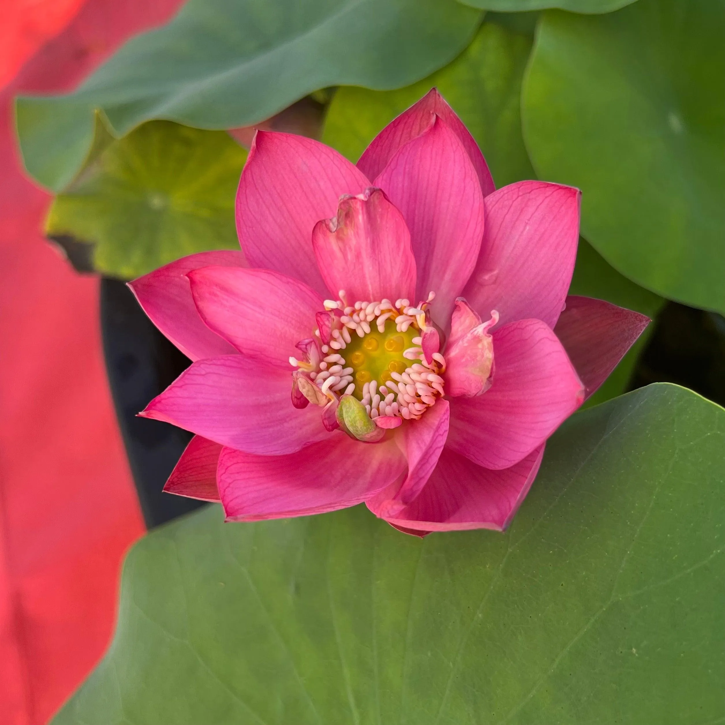 Cute Kid Mini Lotus Lotus (Bare Root)