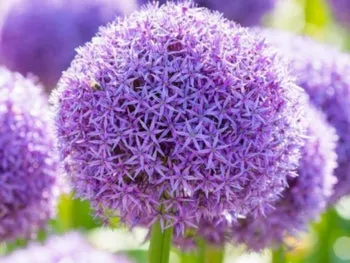 Giant Allium: Globemaster - 4 Bulbs