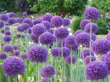 Giant Allium: Globemaster - 4 Bulbs