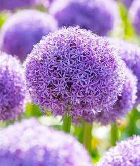 Giant Allium: Globemaster - 4 Bulbs